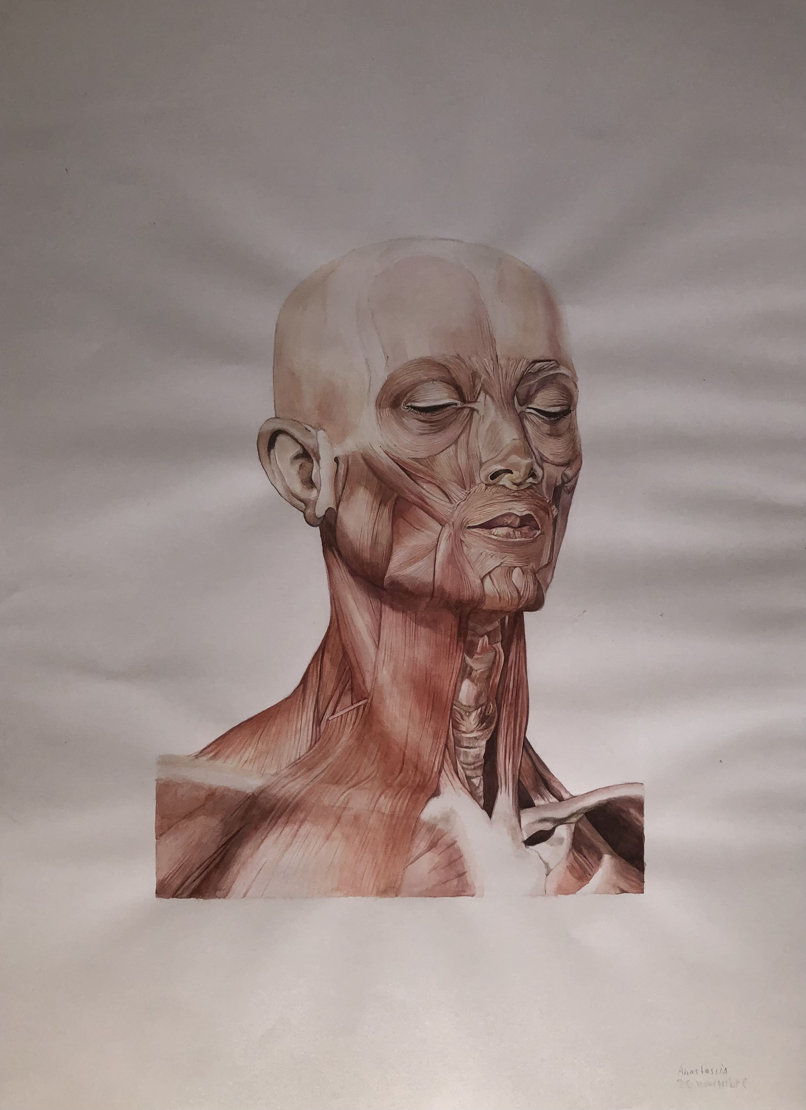 Anatomia Busto