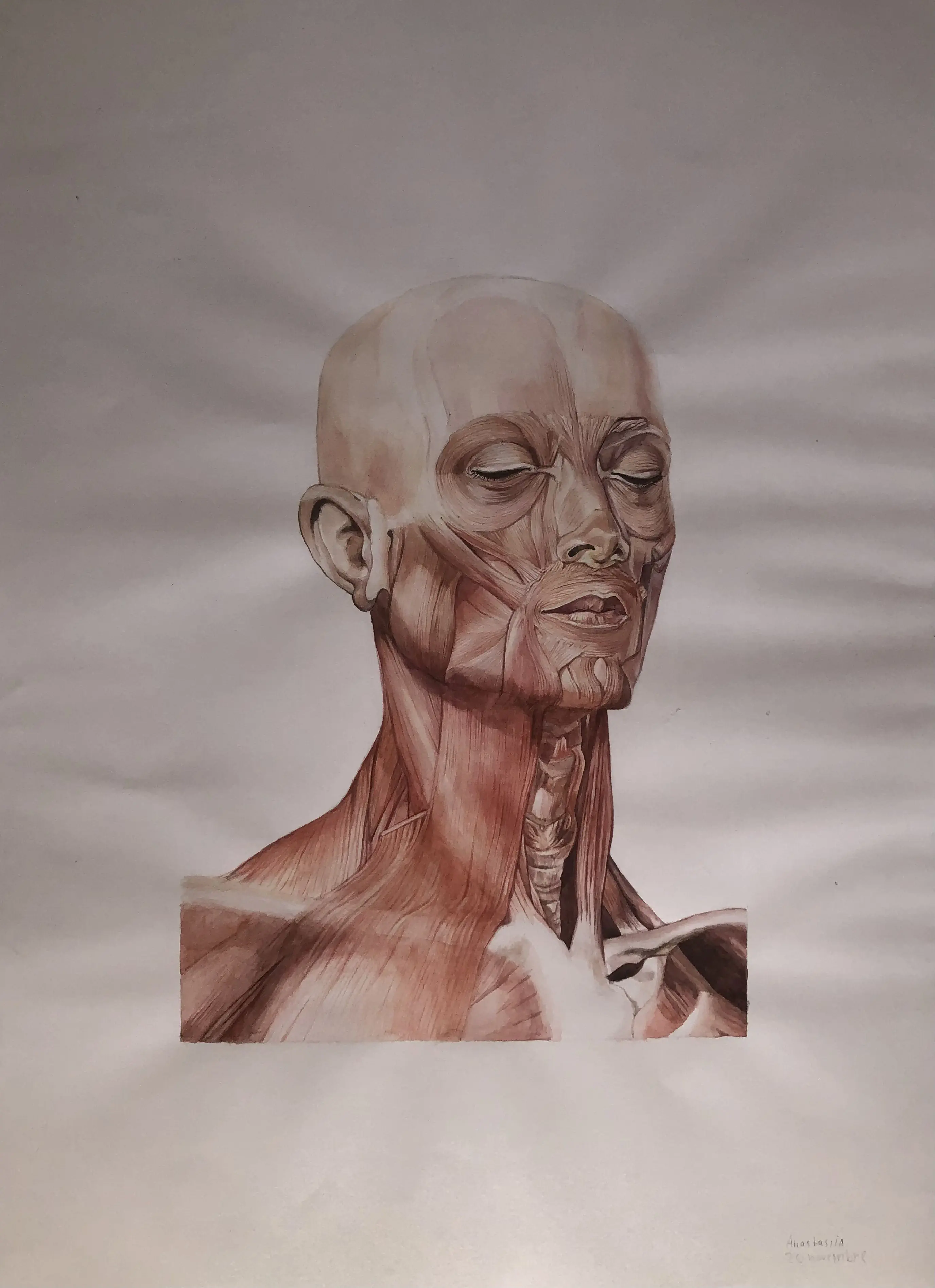 Anatomía del Torso
