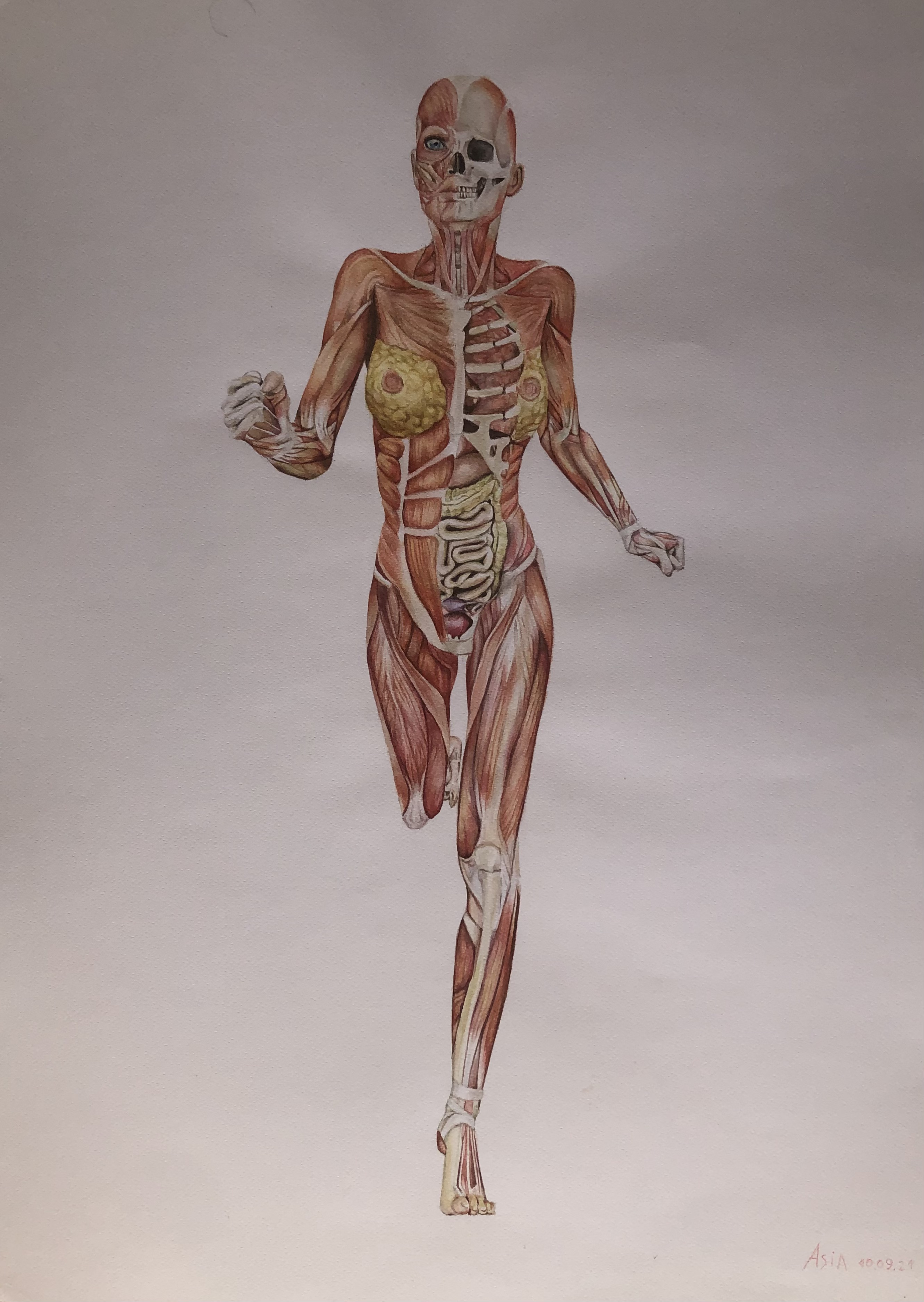 Anatomia Donna