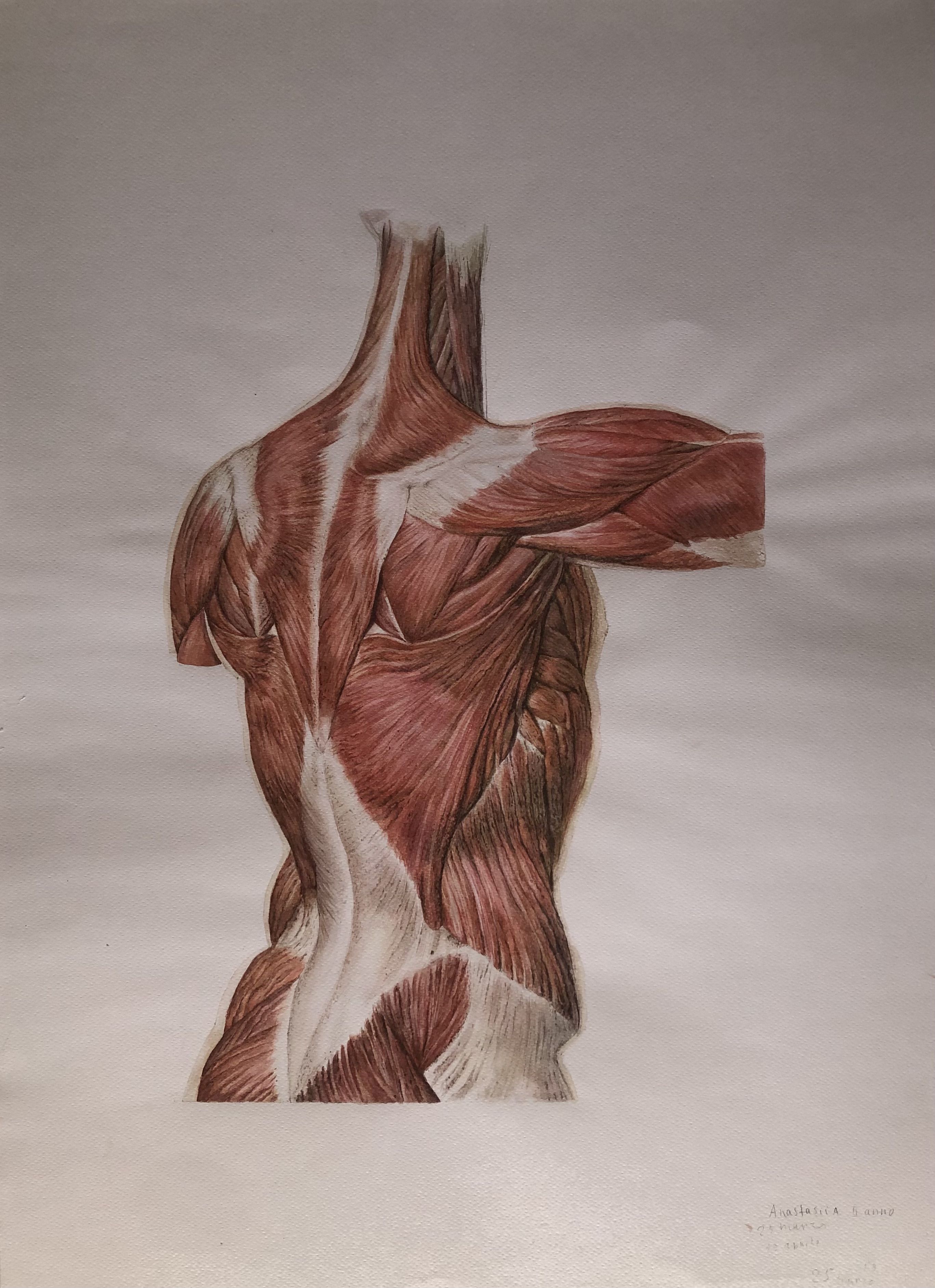 Anatomia Schiena