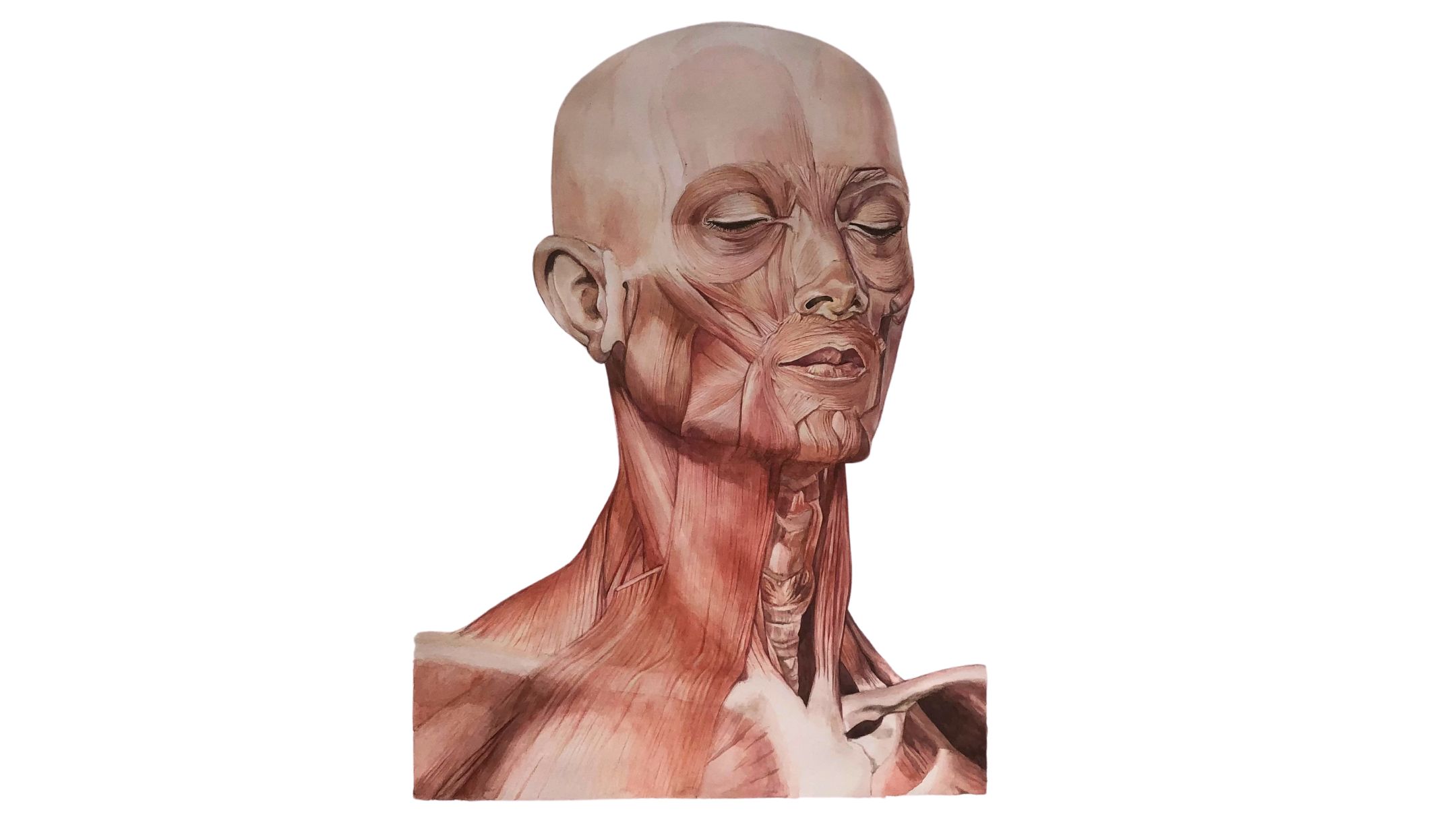 Anatomia busto maschile