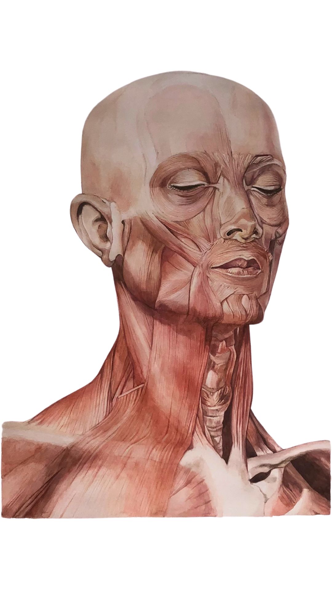 Anatomia busto maschile